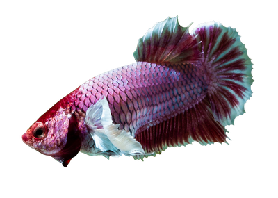 DUMBO EAR BETTA FEMALE