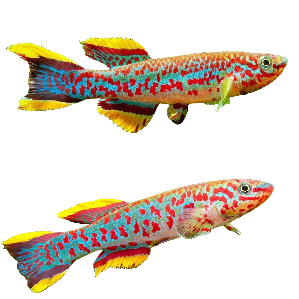 gardneri killifish