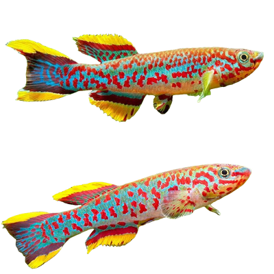 gardneri killifish