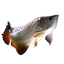 HIGH BACK GOLDEN AROWANA 18cm