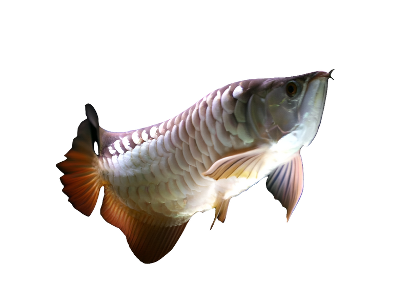 Hi Back Cross Arowana 15-18cm