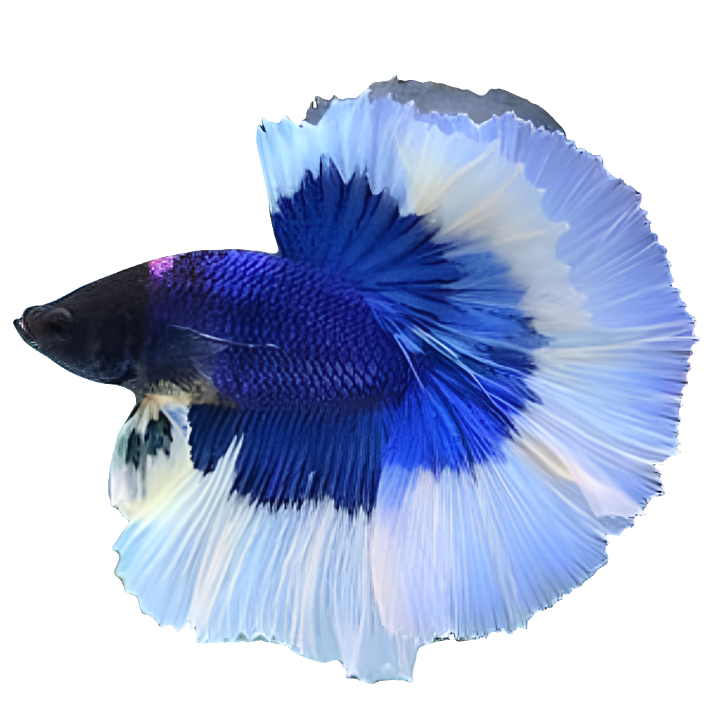 هاف مون باترفلاي بلو بيتا