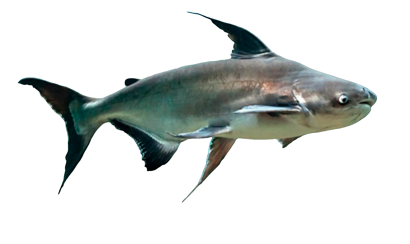 PENGASIUS SHARK 34CM