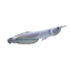 SILVER AROWANA