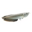 SILVER AROWANA