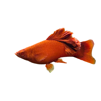 Xiphophorus Broccoli Special Platy