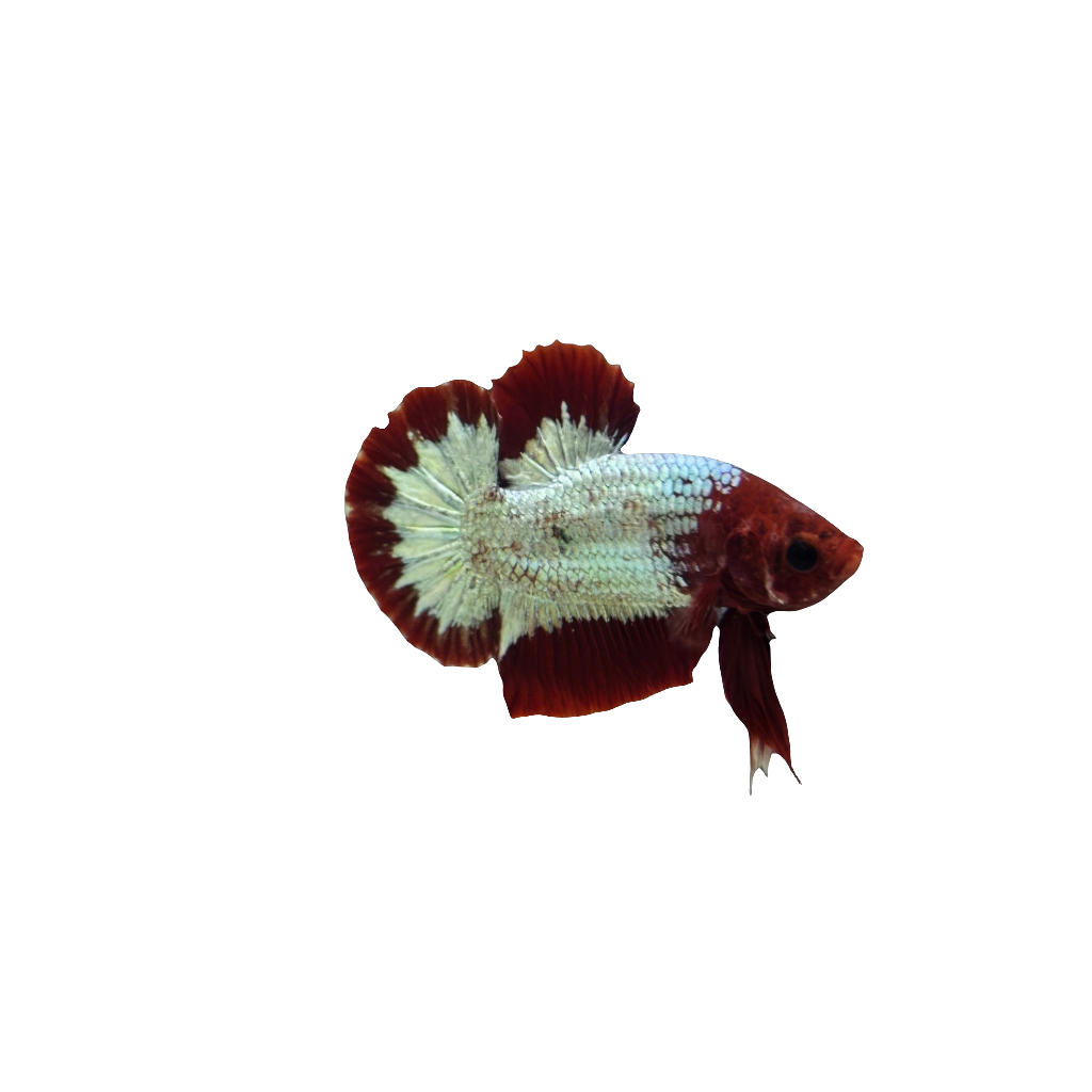 Hellboy Betta