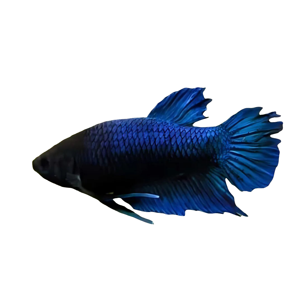 أنثى بيتا هاف مون