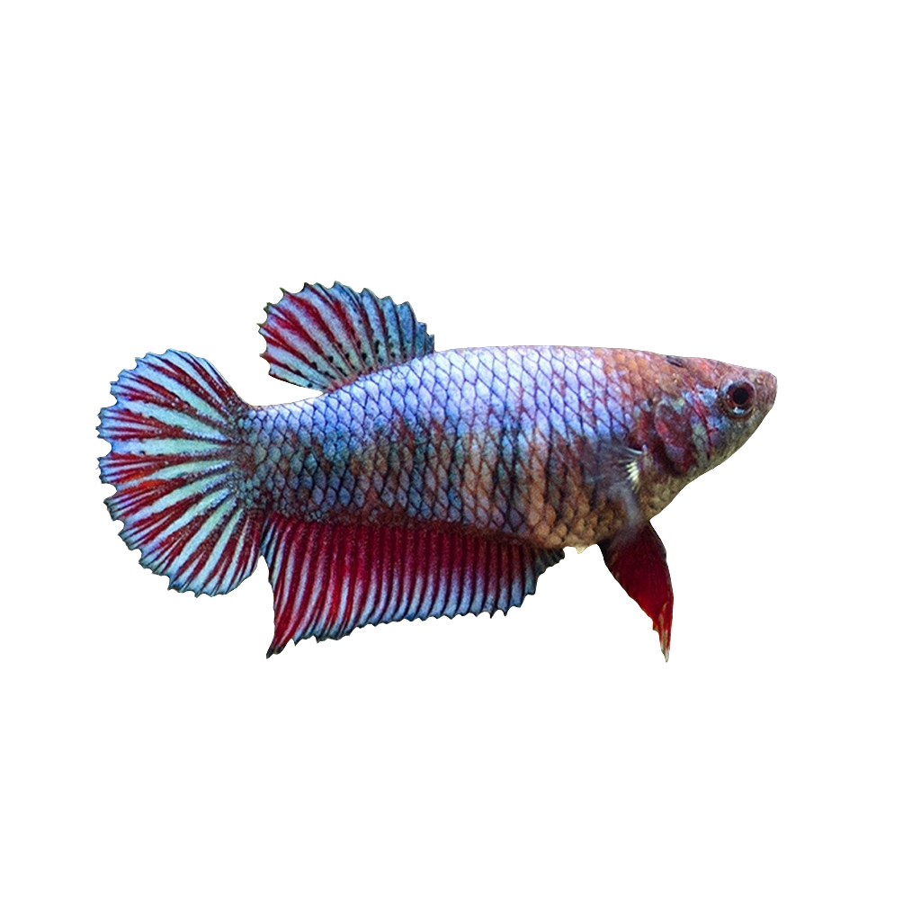 أنثى بيتا هاف مون