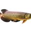 HIGH BACK GOLDEN AROWANA 18cm