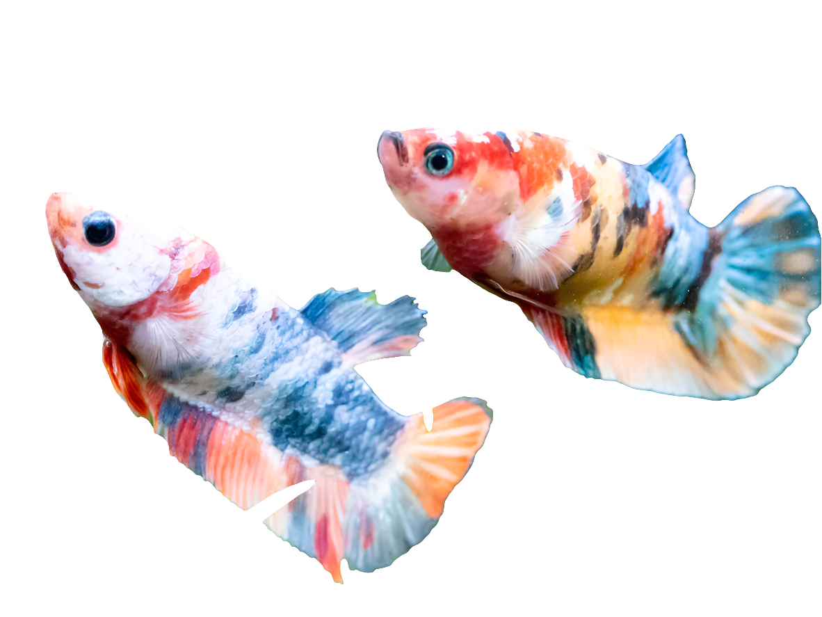 Koi Plakat Betta Female