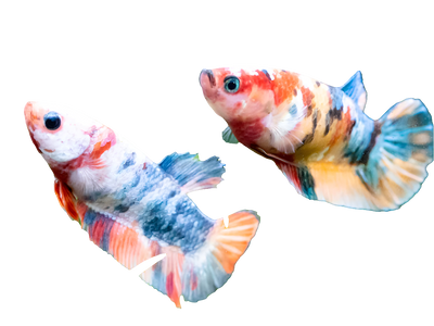 Koi Plakat Betta Female