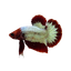 Hellboy Betta
