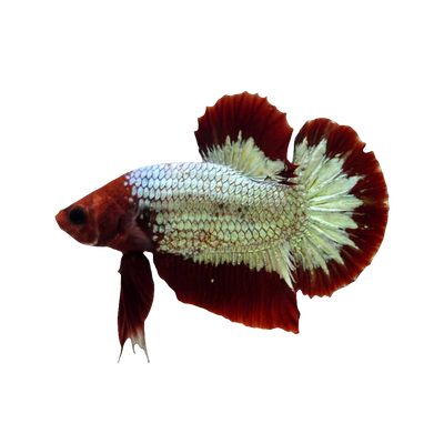 Hellboy Betta