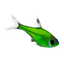 Glowing Pristella Tetra