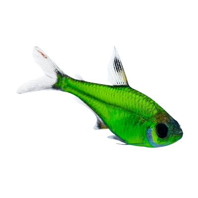 Glowing Pristella Tetra