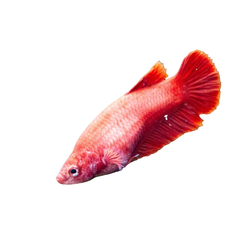 أنثى بيتا هاف مون