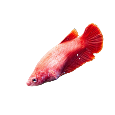 Betta Female (Normal)