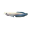 Albino Silver Arowana