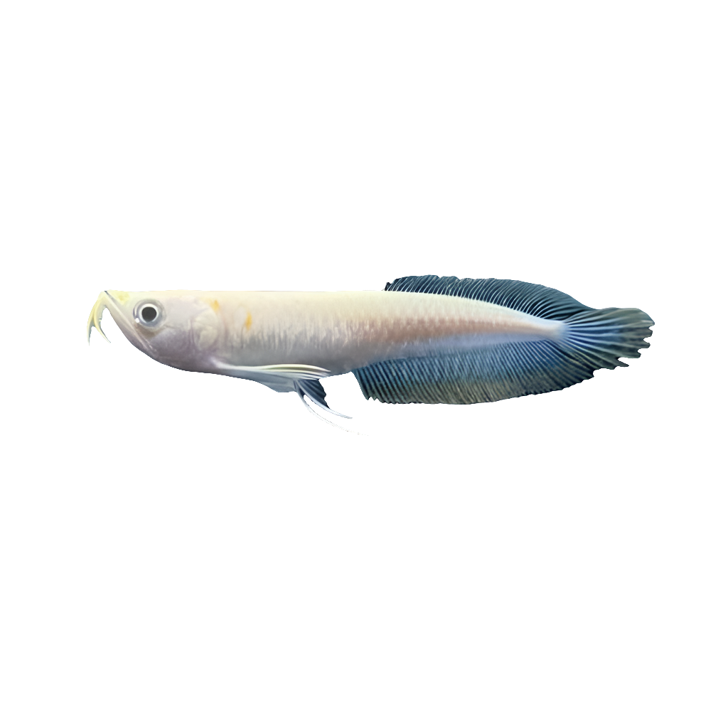 Albino Silver Arowana 10-12cm