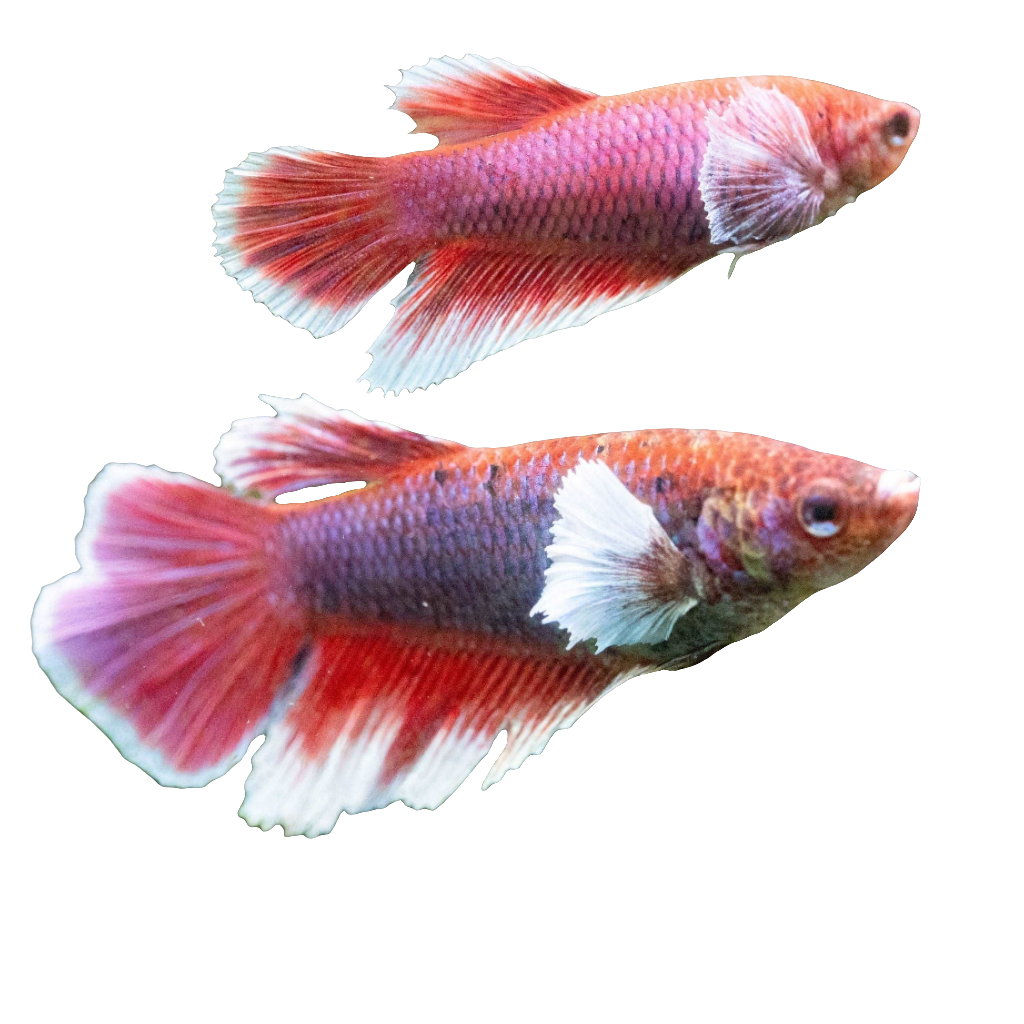 DUMBO EAR BETTA FEMALE
