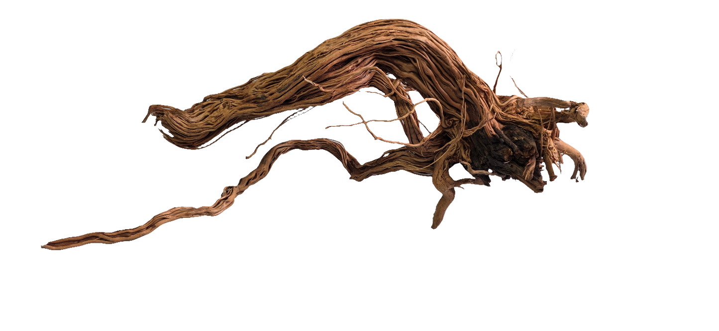 Azalea Wood S Shape 60-100cm