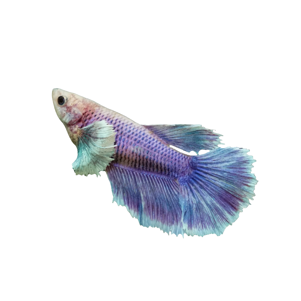 DUMBO EAR BETTA FEMALE