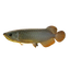 BANJER RED AROWANA 18cm