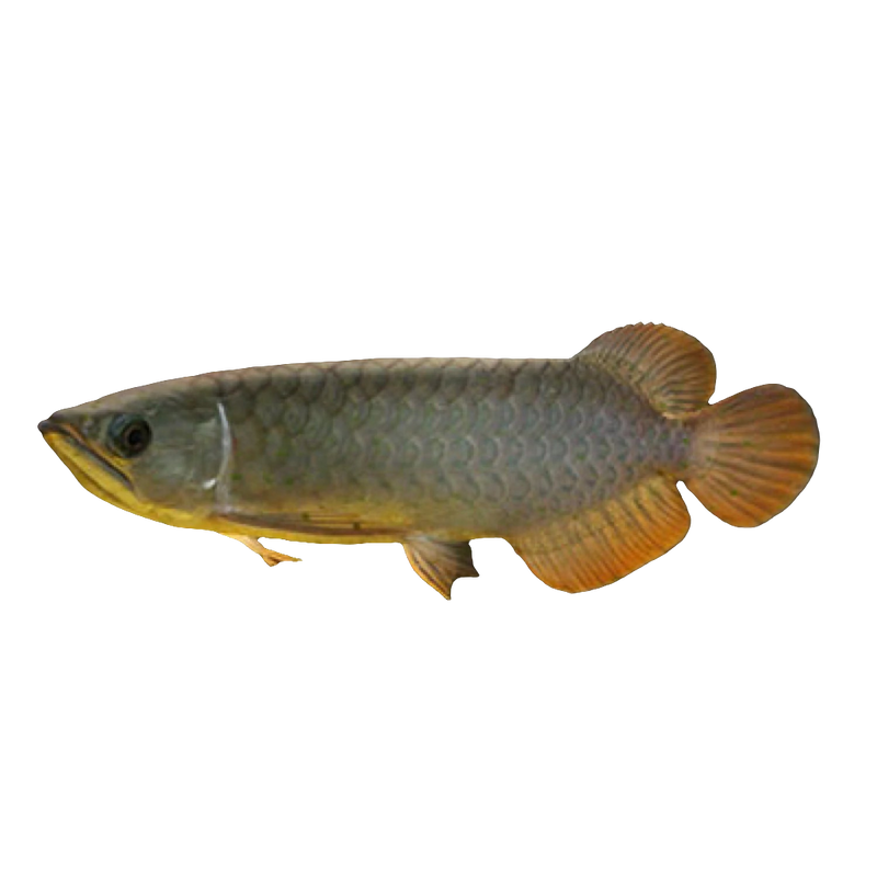 BANJER RED AROWANA 12cm