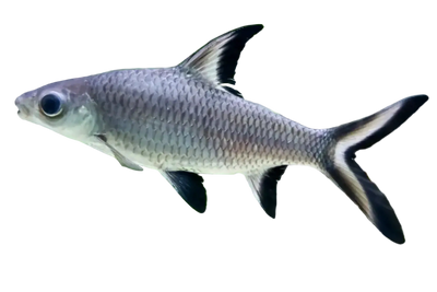 Silver Bala Shark