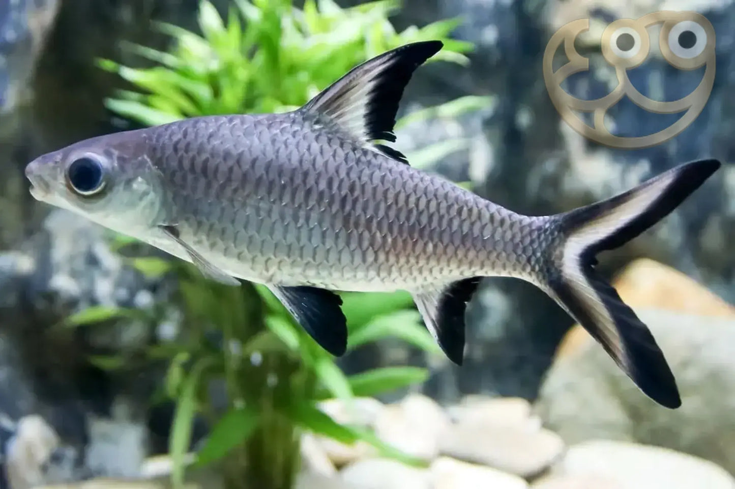 SILVER BALA SHARK