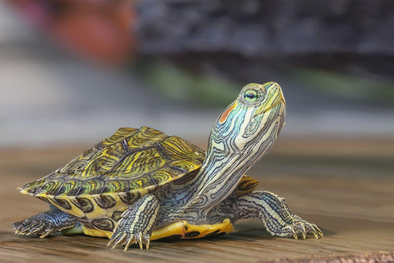 Red Ear slider Turtle