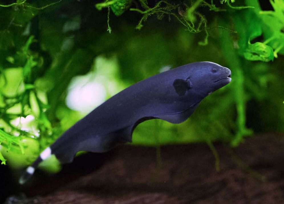 Ghosh Fish Black Ghost Knifefish 5-7cm – Aquatic Vision Aquarium