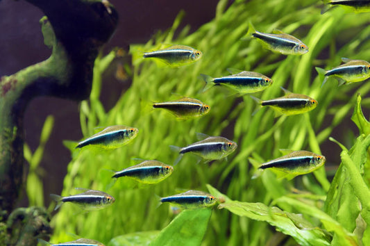 BLACK NEON TETRA 2CM