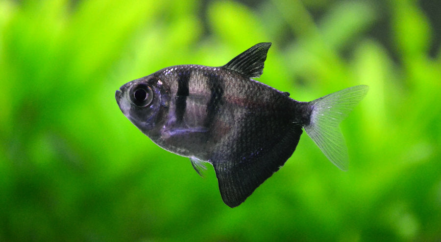 BLACK WIDOW TETRA