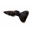 Black Moscow Guppy Male 4PCS Combo Deal