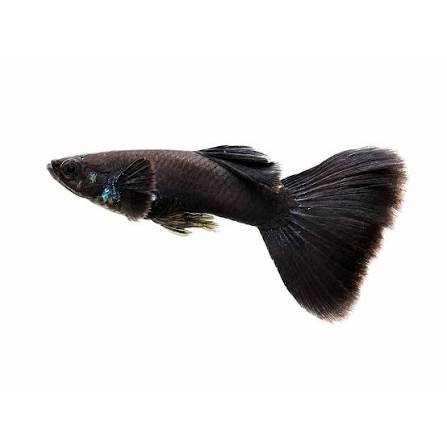 Black Moscow Guppy Male 4PCS Combo Deal