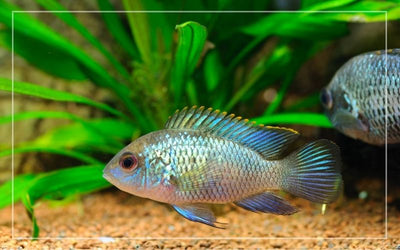 ELECTRIC BLUE ACARA FISH 8CM