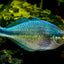 LAKE KUTUBU RAINBOW FISH