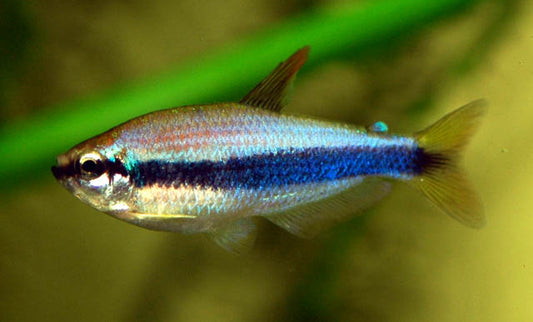 BLUE EMPEROR TETRA 3cm