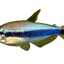 Black Emperor Tetra 3PCS Combo Deal