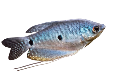 Gourami Mix, 6 cm