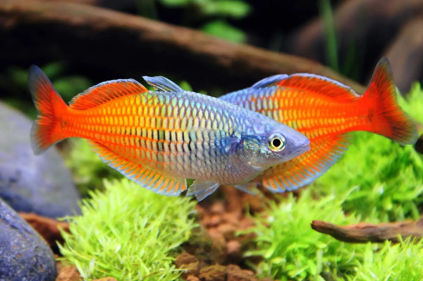 BOESEMANI RAINBOW 5.5cm