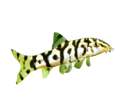 Yoyo Loach