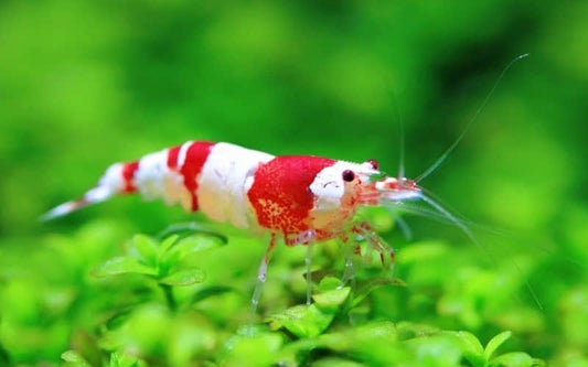 CRYSTAL SHRIMPS 1.5cm