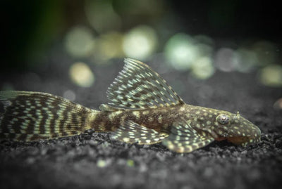 Sucker Fish 3PCS Combo Deal