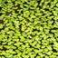 Duckweed Floating Plant