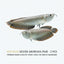 Silver Arowana 2PCS Combo Deal (35Cm)