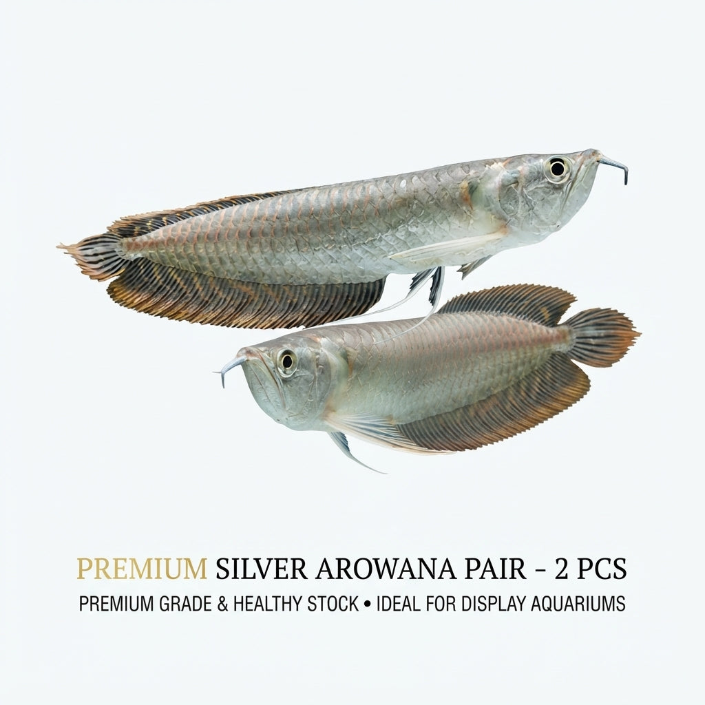 Silver Arowana 2PCS Combo Deal (35Cm)