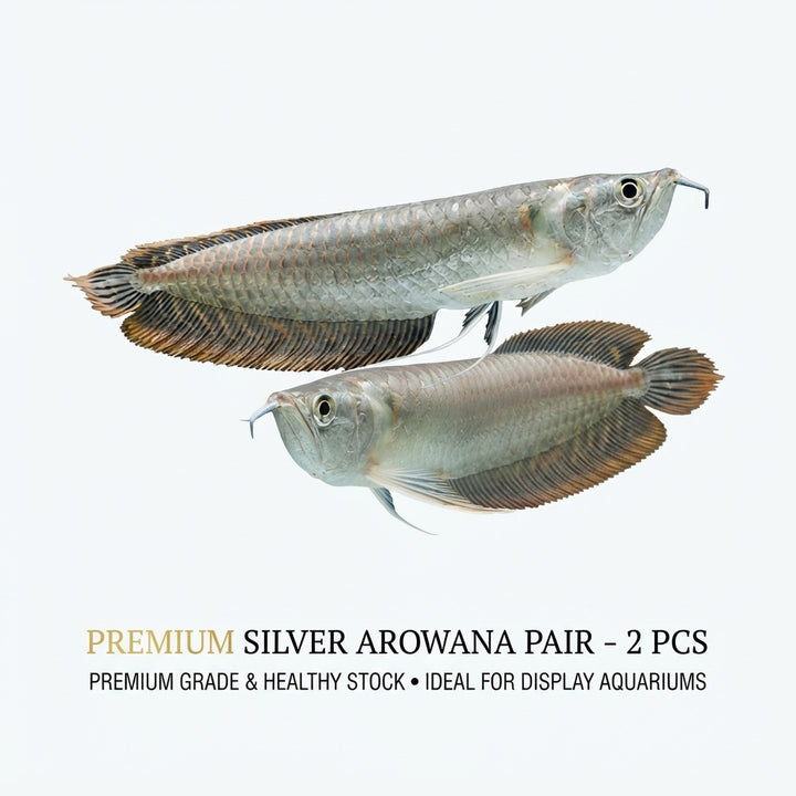 Silver Arowana 2PCS Combo Deal (35Cm)